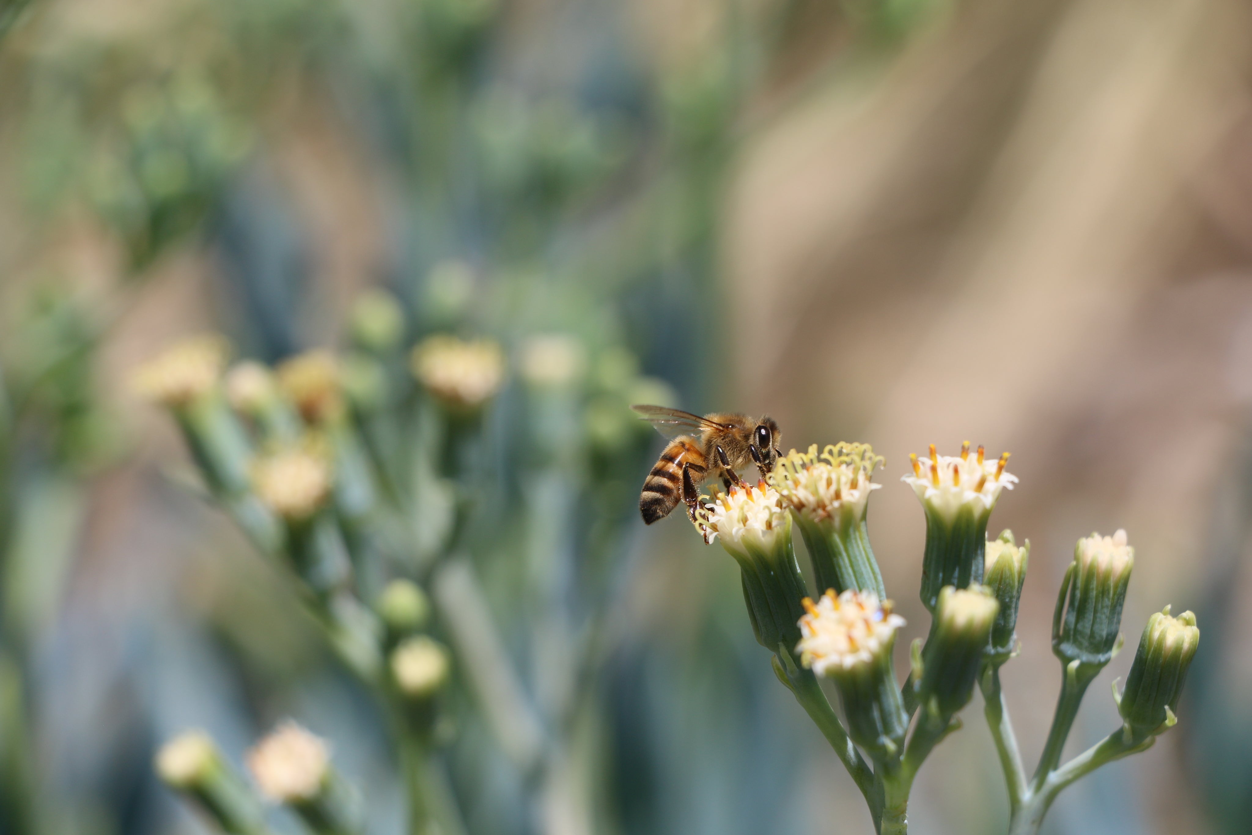 What makes Raw honey unique – Gapoo's BeeHive