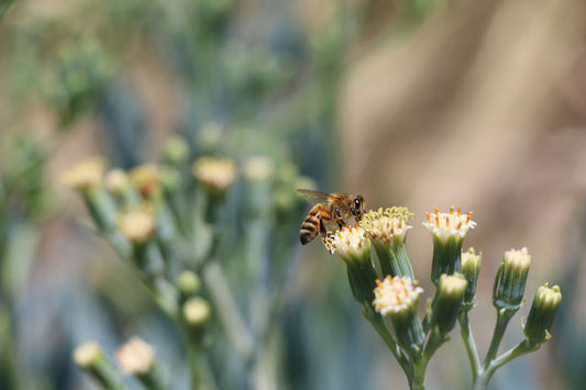 What makes Raw honey unique